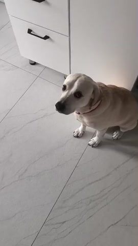 A light-colored dog with dark eyes and a red collar is sitting on a tiled floor, looking upwards. The dog is positioned in front of a white cabinet with black drawer pulls. The floor is tiled with a light gray marble pattern. The camera is positioned above and to the side of the dog, looking down. The dog's body is mostly visible, with its head turned slightly to the left. The lighting is bright and appears to be coming from the right side of the frame.