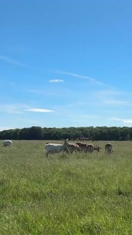 The video shows a herd of deer grazing in a lush green meadow under a clear blue sky with scattered white clouds. The deer are of various colors, including white and brown. Some of the deer are standing, while others are grazing with their heads down. In the background, there is a line of trees. The overall scene depicts a peaceful, natural environment.