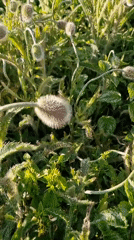 Morning garden flowers documented in detailed close-up footage