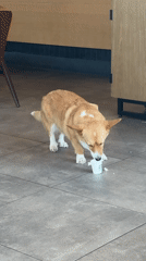 Corgi spotted enjoying Starbucks cup in Ipswich home