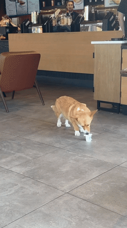 Corgi spotted enjoying Starbucks cup in Ipswich home