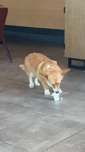Corgi spotted enjoying Starbucks cup in Ipswich home