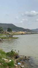 Horses graze, residents wash vehicles at Niger-Benue confluence