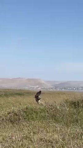 The video shows a bird of prey standing on a small grassy mound, seemingly in a marshy or grassy field. The bird, which appears to be a hawk or eagle, is primarily dark in color with some lighter areas on its underside. The sky is clear and blue. In the background, there's a low mountain range and a city. The grass in the foreground is predominantly brown and dry.