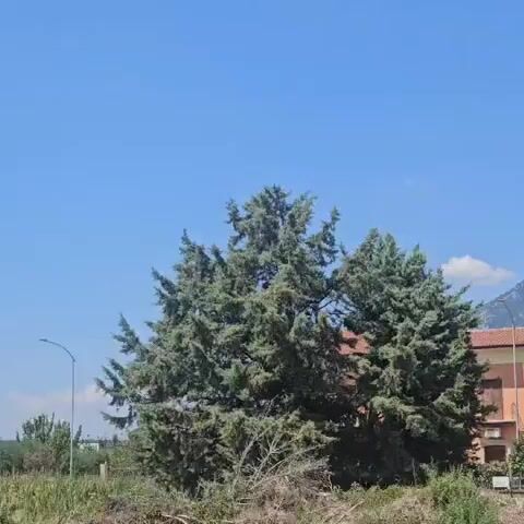 A wide shot captures a natural landscape under a bright blue sky with scattered clouds. A large, imposing mountain range dominates the background, its slopes a mix of rocky terrain and sparse vegetation. In the mid-ground, several buildings are visible. On the left, two houses are partially obscured by lush green trees. One house is taller and appears to have multiple stories, while the other is shorter and wider. Further to the right, a long, low-slung building with a white facade and a dark roof is prominent. This building has a sign with text that is difficult to read. The foreground is filled with dense green foliage and dry brush, suggesting a wilder, untamed area. A tall, slender pine tree stands between the houses and the white building. The overall impression is of a rural or semi-rural setting with a significant natural feature.