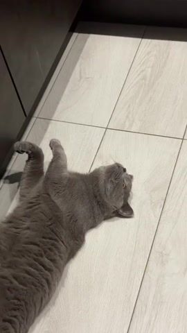 A grey cat lies on its back on a light-colored wooden floor. The cat turns its head from looking upwards to looking directly at the camera. The cat then rolls onto its side and appears to be grooming itself.