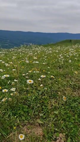 The video captures a field of daisies on a gentle slope, with rolling green hills and a cloudy sky in the background. The camera pans slowly across the field, focusing on the white and yellow flowers and the lush green grass. The overall impression is one of natural beauty and tranquility.