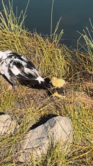 Muscovy duck family spotted swimming in Spanish pond