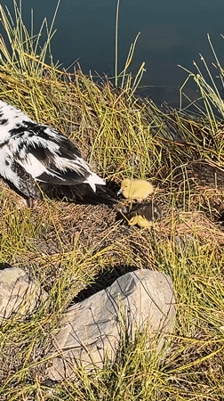 Muscovy duck family spotted swimming in Spanish pond