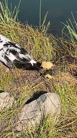 The video shows a mother Muscovy duck standing on a grassy bank next to a body of water, with at least two yellow ducklings nestled by her side. The duck has a red warty face and is primarily black and white in color. The ducklings are small and bright yellow. The bank is covered in dry, golden-brown grass and reeds, and there are some rocks at the edge of the water. The water is dark and still, reflecting the sky above. The camera is relatively still, providing a close-up view of the scene.