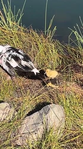 Muscovy duck family spotted swimming in Spanish pond