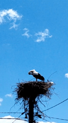 Stork observed preening in nest atop utility pole