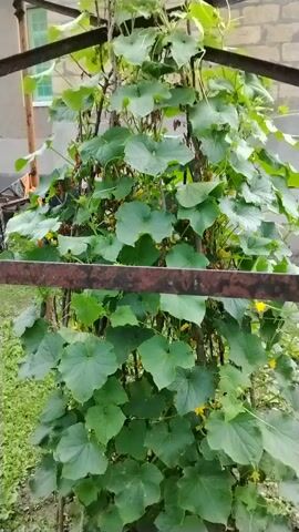 A vertically oriented video shows a cucumber plant growing on a metal trellis. The plant is green and leafy, with some small yellow flowers visible. The trellis is made of metal pipes and bars, forming a pyramid-like structure. In the background, there is a brick building with a roof and a window, as well as some greenery and a grassy area. The sky is overcast. The camera pans slightly from left to right, showing different angles of the plant and its surroundings. There are no people or animals visible in the video.