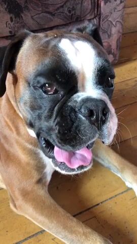 A boxer dog is lying on a wooden floor next to a couch. The dog's head is facing the camera, and its tongue is sticking out. The dog then turns its head away from the camera and rests its head on the floor.