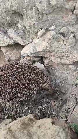 A hedgehog is seen sniffing the ground near some rocks. The hedgehog is facing right and is mostly visible with its spiky back facing the camera. The background is a rocky terrain with some greenery.