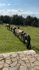 Horses graze near an observatory in Russia's mountain terrain