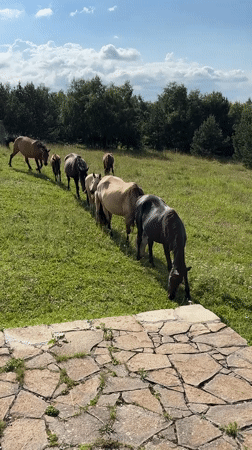 Horses graze near an observatory in Russia's mountain terrain