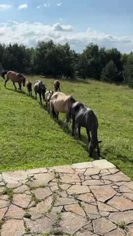 A group of horses, including at least one foal, graze on a grassy hillside. They are lined up one behind the other, with the lead horse at the back of the line and the foal at the front. The horses are of various colors, including brown, white, and dark gray. The hillside is covered in green grass and dotted with trees in the background. The sky is blue with white clouds. In the foreground, there is a stone patio. The horses appear to be moving slowly and peacefully through the grass.