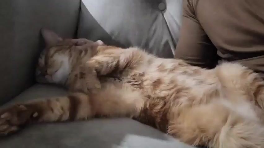 A ginger cat is sleeping on a gray sofa. It is lying on its back, with its paws curled up near its face. A person in a brown shirt is sitting next to the cat on the sofa.
