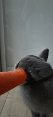 Grey rabbit snacks on carrots at home in Ussurijsk