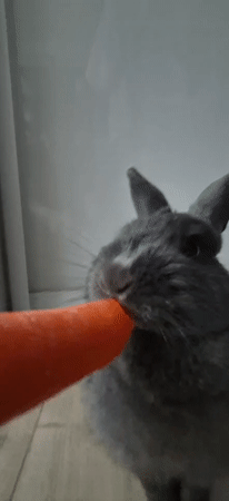 Grey rabbit snacks on carrots at home in Ussurijsk