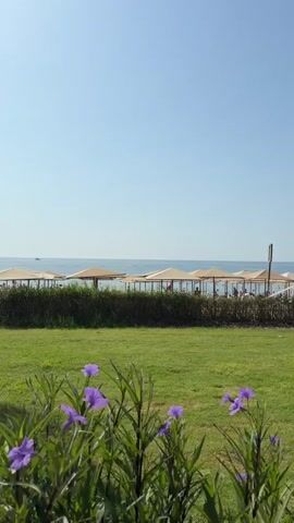The video shows a beachfront resort area with clear blue skies and calm water. In the foreground, there is a well-maintained green lawn with some purple flowers and lush green bushes. Several palm trees are scattered throughout the scene, some taller than others. In the middle ground, there is a row of beach umbrellas providing shade, and a hedge separating the grassy area from the beach. Several people are visible on the beach, some sitting under the umbrellas and others walking around. The water appears shallow near the shore. The overall atmosphere is peaceful and relaxing, suggesting a vacation or holiday setting.