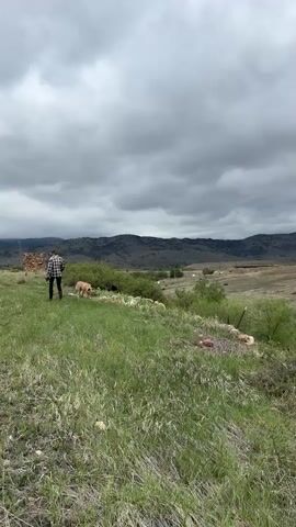 The video shows a landscape under a cloudy sky. In the foreground, there is a grassy area with green vegetation and some shrubs.  A man in a plaid shirt walks with a dog on a leash towards the left side of the frame. Beyond the grassy area, the terrain becomes more arid, with hints of brown and sparsely vegetated patches. In the distance, there is a line of hills or mountains under the overcast sky. The camera pans slightly to the right.