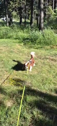 A Cavalier King Charles Spaniel dog on a leash walks across a grassy area with trees in the background. The dog is brown and white, with long floppy ears and a bushy tail. It is wearing a harness. The sun is shining, casting shadows on the grass. The video is filmed from a slightly elevated perspective, following the dog as it moves.