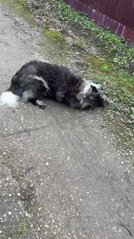 A large, shaggy dog with dark and grey fur and a distinctively fluffy white tail is walking on a wet, gravelly path. The path appears to be a driveway or garden path in a rural or suburban setting, with grass and a reddish-brown fence visible on one side, and a green chain-link fence with foliage on the other.

At the beginning of the video, the dog is sniffing the ground near the camera, then it looks up, barks once, and quickly turns to walk away. It passes a small puddle on the path before continuing along the side of the path next to the green fence. The ground is damp, suggesting recent rain. The lighting is diffused, indicating an overcast day. No people are visible, and no text is present.