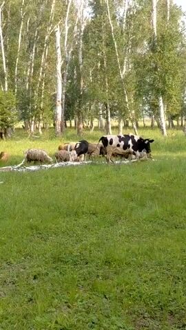 The video shows a herd of sheep and cows grazing in a grassy field with a forest in the background. The trees are tall and thin with light-colored bark, and the grass is green and lush. Several sheep are gathered together in the center of the frame, while a few cows are scattered throughout the field. One cow, a black and white Holstein, is standing in the foreground, looking towards the camera. Another black and white cow is lying down in the background. The overall scene is peaceful and idyllic, suggesting a rural setting.