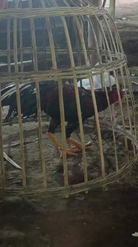 The video shows a rooster in a traditional, cage-like carrier, presumably made of woven bamboo or similar material. The rooster has dark feathers and yellow legs. It is standing on a dirt floor, and there is ambient noise in the background. The environment appears to be outdoors.