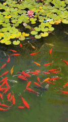 Colorful fish pond with lily pads documented in Tel Aviv