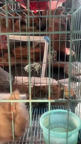 A medium-length shot shows a gray cat in a cage. The cat is drinking from a blue bowl. The cage bars are green. The background is blurry, but appears to be a wall with some rocks and plants. The cat looks at the camera and then at the viewer. The cat then looks away and continues to drink. The cat then raises a paw and looks at the viewer again. The cat then turns away and begins to walk around the cage. The cat then sits down and begins to groom itself.