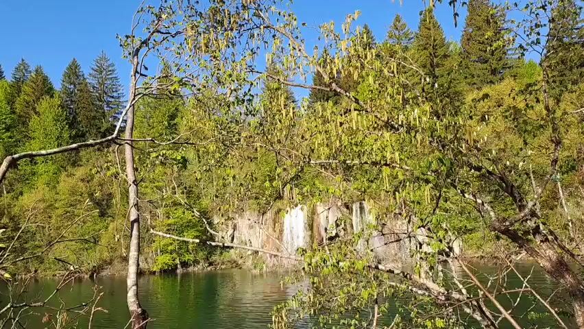 This video captures a serene natural landscape in Plitvica Selo, Croatia, featuring a tranquil lake, dense forests, and a distant waterfall, likely in springtime.

The scene opens with a view across a calm, green-blue lake. In the immediate foreground, numerous tree branches, both bare and with fresh, light green spring foliage and catkins, frame the shot, suggesting new growth. A dense, vibrant green forest, composed of both deciduous and coniferous trees, covers the hills surrounding the lake.

On the far side of the lake, a waterfall is visible, cascading down a rocky, moss-covered cliff face. The waterfall is partially obscured by the surrounding trees but adds a dynamic element to the otherwise still water.

The camera slowly pans from right to left, revealing more of the expansive lake and the lush, forested shoreline. The sky is a clear, bright blue, indicating good weather. The sunlight illuminates the entire scene, highlighting the fresh greenery and the reflective surface of the water. No people or visible text are present in the video. The overall impression is one of peaceful natural beauty.