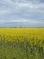 Yellow rapeseed field blooms in rural Russia