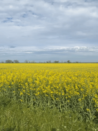 Yellow rapeseed field blooms in rural Russia