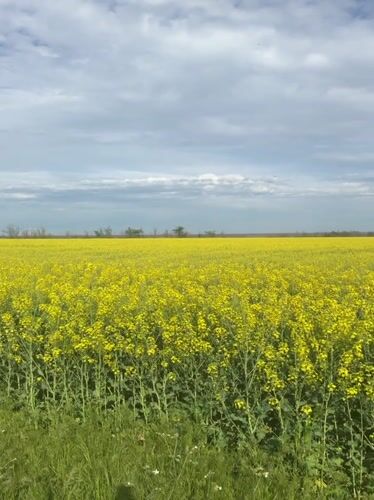Yellow rapeseed field blooms in rural Russia