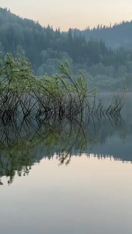 The video shows a calm body of water, possibly a lake or river, with a misty, forested hillside in the background. In the foreground, several thin, leafless branches of what appear to be young trees emerge from the water, their reflections clearly visible on the smooth surface. The trees are sparsely covered with small green leaves, mostly at the tips of the branches. The overall impression is one of a serene, natural landscape, possibly captured during dawn or dusk due to the soft, diffused light and the hazy atmosphere. There are no people or man-made objects visible in the scene.