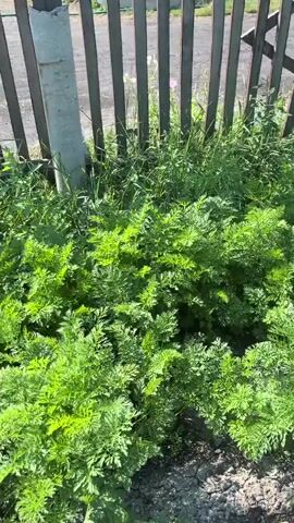 The video pans across a garden bed bordered by a rustic wooden fence. Lush green foliage, appearing to be carrot tops, dominates the foreground. In the background, larger, darker green leaves, possibly from beet plants, are visible along with some yellow wildflowers. The scene is illuminated by natural daylight, casting shadows on the ground. No people or animals are present.