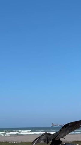 The video shows a vulture perched on a large, weathered stone or concrete object near a beach. The vulture, primarily black with a red head, is captured against a backdrop of the ocean and a clear blue sky. A cargo ship is visible on the horizon. The camera is positioned at a low angle, looking upwards at the bird. The beach stretches into the distance with visible waves and sandy shores. The foreground consists of grassy vegetation.