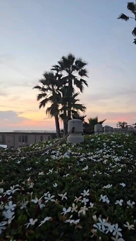 The video captures a scenic view at dusk, featuring palm trees silhouetted against a pastel sky with hints of orange and pink. In the foreground, there's a lush green bush dotted with numerous small white flowers. A concrete post, linked by a chain to others, sits amidst the foliage. In the background, the roof of a building is visible, along with a glimpse of the ocean. The scene is tranquil, emphasizing the transition from day to night.