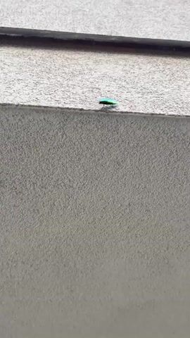 The video shows a close-up of a metallic green beetle with iridescent shades of blue and red on its wings. The beetle is perched on a textured, off-white surface, possibly a stucco wall or a similar building material. It is positioned near the edge of a horizontal ledge or overhang. The beetle is facing to the left and appears to be moving slightly, with its legs visible. The lighting suggests it is daytime, likely outdoors, given the bright illumination and the texture of the surface. There are no people visible, and no discernible text. The overall impression is a detailed, macro view of an insect in its natural or man-made environment. The context of Vicenza, Italy, suggests this could be an urban or suburban setting.
