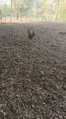 Rooster spotted in fenced enclosure in Monagas, Venezuela