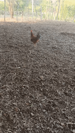 Rooster spotted in fenced enclosure in Monagas, Venezuela