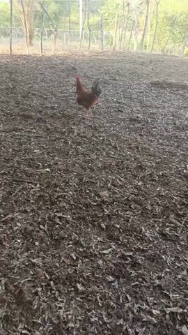 The video shows a rooster walking in a large enclosure covered in dead leaves. The rooster is brown with a red comb and a black tail. The enclosure is surrounded by a fence and trees are visible in the background. The rooster walks across the leaves, pecking at the ground. The video is stable and taken at eye level.
