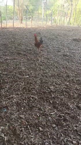 Rooster spotted in fenced enclosure in Monagas, Venezuela