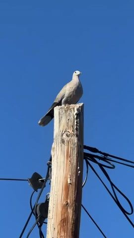 A medium shot captures a light gray bird perched atop a weathered wooden utility pole against a clear blue sky. The bird is facing to the right, with its body angled slightly. Wires are visible attached to the pole, with insulators and other electrical hardware. The pole itself appears aged and shows signs of wear and tear. The lighting suggests it is daytime.