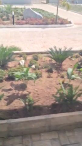 The video begins with a close-up view of a small garden bed containing several plants including ferns, cycads, and cordylines, then pans upwards and to the side to reveal a landscaped roundabout in front of a building complex. The roundabout is constructed of light-colored pavers and edged with a concrete curb, and contains decorative rocks, plants, and short, black lamp posts. Other buildings are visible beyond the roundabout. The sky is blue with scattered clouds. A person walks across the paved area.