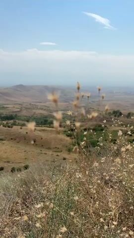 The video shows a dry, hilly landscape under a blue sky with a few wispy clouds. In the foreground, dry grass and some fluffy seed heads of plants are in focus, swaying gently. Behind them, the landscape stretches out with rolling hills covered in dry, brown and green vegetation. In the distance, hazy mountains can be seen, and a faint line of trees is visible in the midground. The overall impression is one of a vast, arid, and peaceful natural environment on a sunny day. There are no people or man-made objects clearly visible in the frame.
