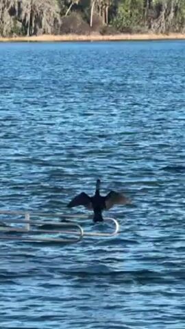 Here's a description of the video:

The video shows a black bird perched on a metal railing in the middle of a body of water. Initially, the bird has its wings spread wide, as if drying or basking in the sun. It then folds its wings and settles into a more upright posture on the railing. The water is blue with ripples. Trees are visible in the background. The speaker expresses his appreciation for the bird.